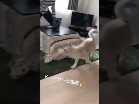#akitainu ドライヤーと遊ぶ秋田犬