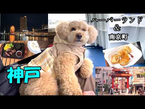 【愛犬とお出かけ】神戸を満喫する大きいトイプードル【神戸ハーバーランド】【デカプー】【トイプードルのロアくん】