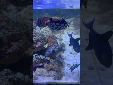Moray Eel Lair 