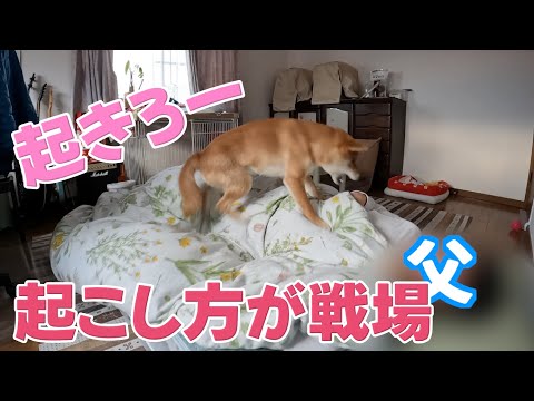 【見つかったが最後】朝から起こし方が戦場な柴犬　小夏