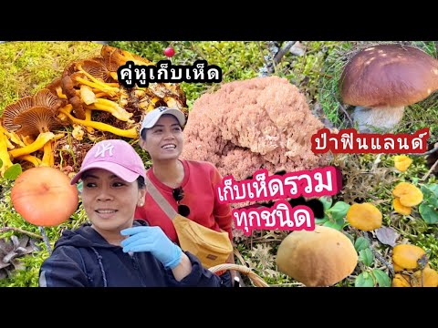 เก็บเห็ดรวมเจอทุกเห็ดป่าฟินแ