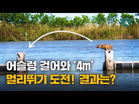 4m 끊어진 다리, 멀리뛰기 도전...결과는 '헉'