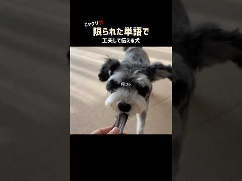 犬が“うなずく”から見てほしい