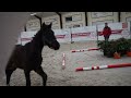 Dressage horse Bewezen topmerrie van  So Perfect x Don Frederico