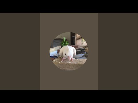 ガブママの鳥ちゃん相談部屋#208