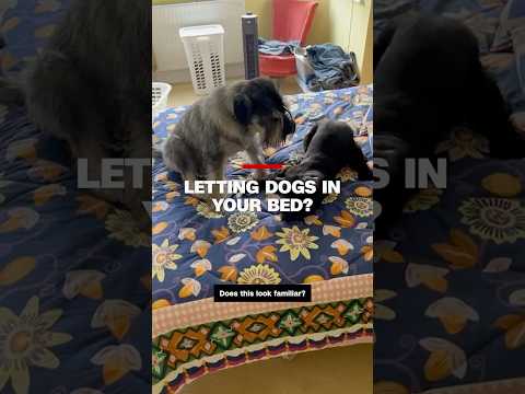 Dogs in your bed? Research says good for some and bad for others