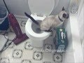 Zeke the Cat Toilet Training