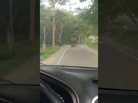 #viral#yt#birds#song #wildlife#pollachi# #shorts#ooty#bandhipur #subscribemychannel#elephant#deer#yt