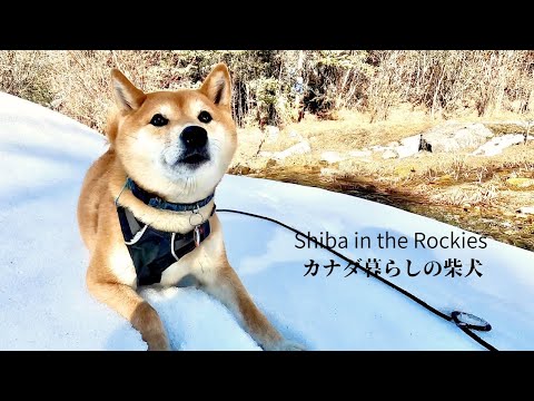 雪の上が気持ち良すぎて必死に離れたくないアピールをする柴犬ナラ【4K】