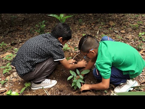 Niños aprenden sobre la importancia de sembrar una planta