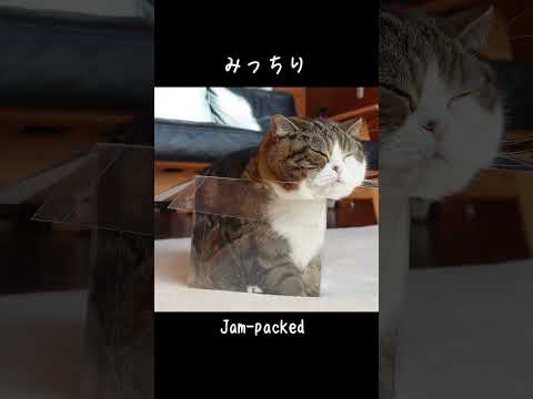 透明な箱とねこ。 #Shorts