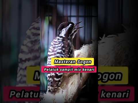 MASTERAN SOGON MATERI PELATUK SAMPIT MIX KENARI