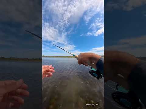 The best kind of fishing! #flyfishing #insta360 #insta360x4 @insta360 @choonaclothing