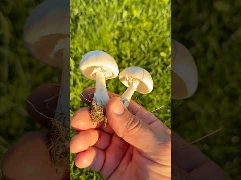 Is this safe to eat, mushrooms 🍄‍🟫￼