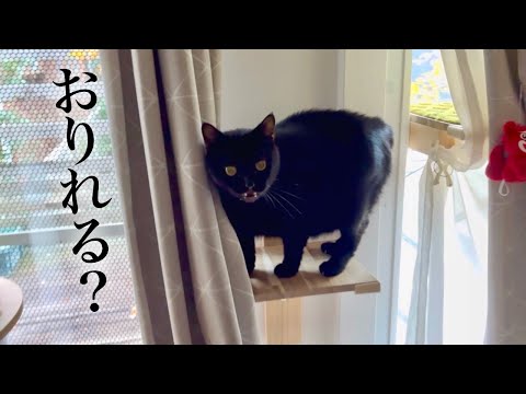 【元野良猫】ヤキモチ黒猫長男の行動。