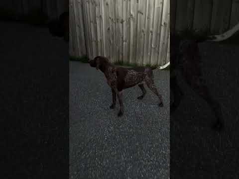 พี่น้องต่างสายพันธุ์ #dog #pets #doggielife #animallife #love #lovedogs #cute