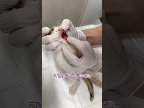 いい子に触診をさせてくれる子猫