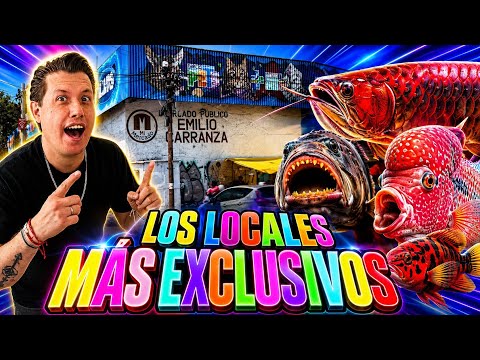 Los acuarios más Exclusivos del mercado de los peces de la Morelos