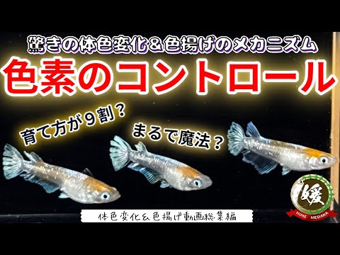 【完全版】メダカの体色変化！驚きの保護色＆色揚げメカニズム完全解説【媛めだか】