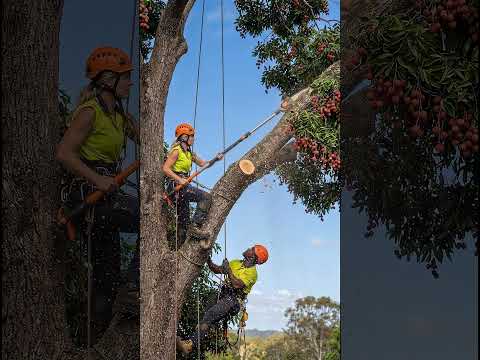 Pole Saw Cutting a Giant Lychee Branch Above His Partner 😳 #shorts