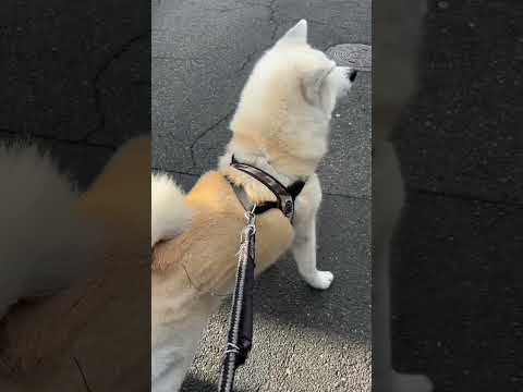#akitainu 久しぶりのお芋カーにわんわんしちゃう秋田犬