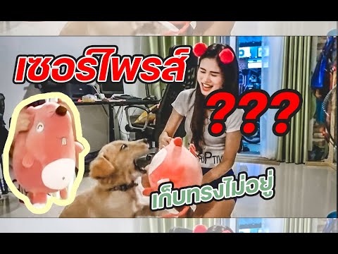 เซอร์ไพรส์!!ของเล่นหมา”ตัวใหม่ เซอร์ไพรส์!!ของเล่นหมา”ตัวใหม่