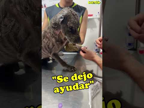 ÉL ES ÁNGEL Y HABÍA PERDIDO SU PELO, PERO AUN CONSERVABA SU AMOR Y SUS GANAS DE VIVIR #perros
