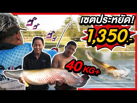 ปลาสัตว์ประหลาดอะราไพม่า40+k