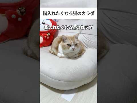 指入れたくなる猫の身体の部位や瞬間🤣 #猫 #cat #猫好きさんと繋がりたい #猫のいる暮らし #ねこ #猫動画 #子猫 #猫あるある