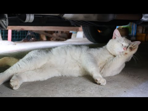 猫の動画サムネイル - 野良猫毛づくろい　250618