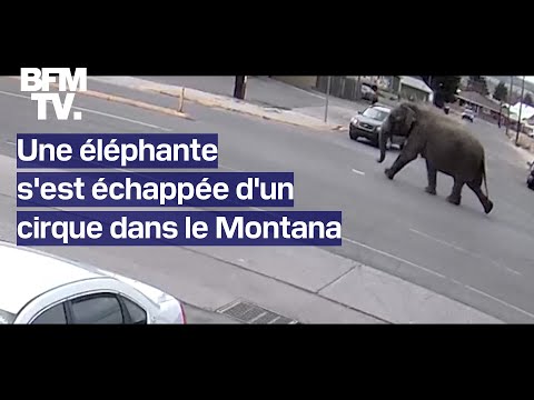 Une éléphante s'est échappée d'un cirque dans le Montana