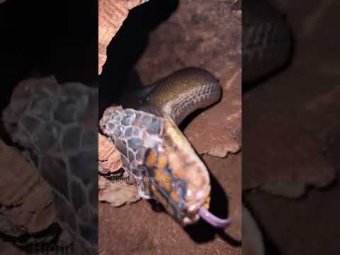 How We Can't See Snake Skin 🤔😨#shorts#snake