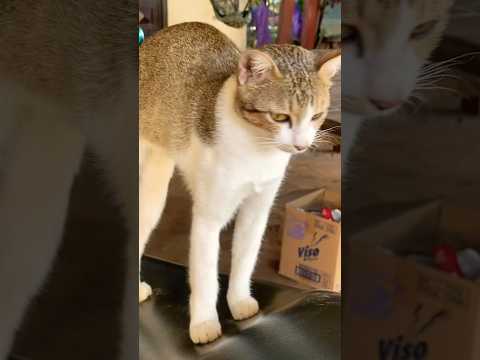 #cat #cats #cute #catvideos #catshorts #catai #ai #funny #love #pets #lovely #shorts #shortvideos