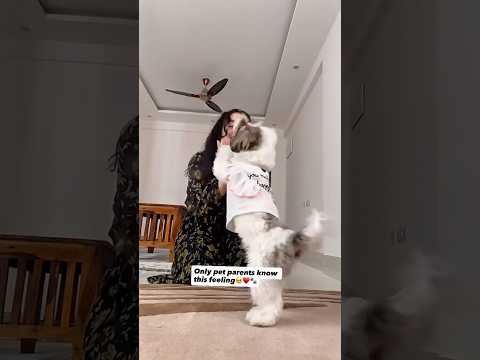 Pet parents know this feeling 🐾❤️ True Love Has Paws 🐶 #ytshorts #pets #petlover #youtubeshorts