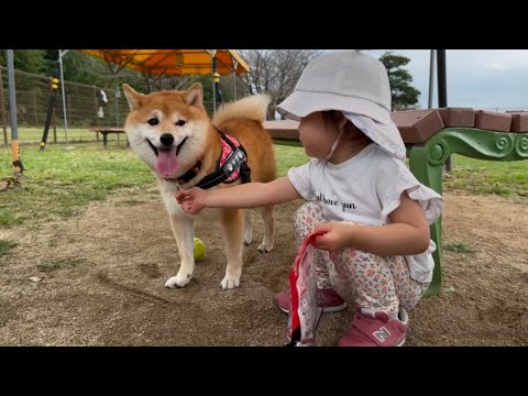 【柴犬と娘の1日】一緒に遊ぶ姿が微笑ましい豆柴と娘