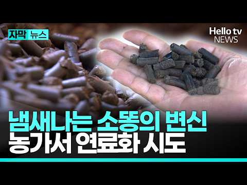 냄새나는 소똥의 대변신, 농가서 연료화 시도ㅣ#자막뉴스 #헬로tv뉴스