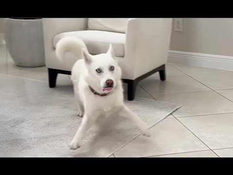 Nova the Husky Puppy doesn't want to put on her harness!