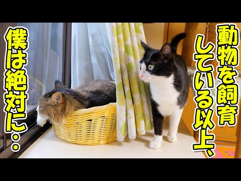 僕が猫を飼育する上で最も気を付けている事についてのお話
