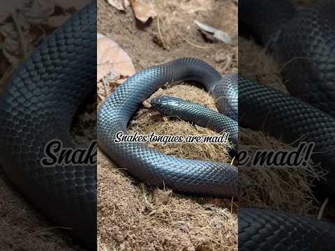 Snakes senses explained! 🐍 #snakes #reptiles #pets #fyp #science #shorts #anatomy #viral #uk