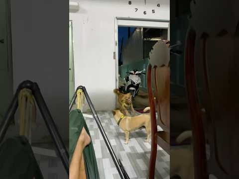 Cái kiểu nó vậy á 😂 chọc cho người ta tức nó mới vui