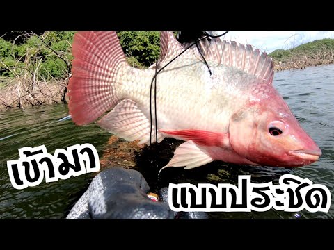 ดำน้ำยิงปลา-เข้ามาแบบประชิดตัว ดำน้ำยิงปลา-เข้ามาแบบประชิดตัว