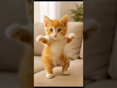 kucing menari Dudi dam #cat #kucing #trending