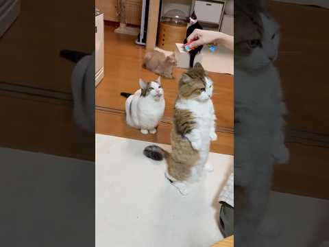 猫の動画サムネイル - 猫背とは？