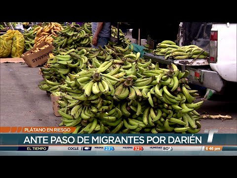 Migración irregular podría facilitar ingreso de enfermedad del plátano