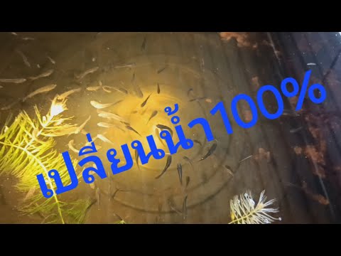 เปลี่ยนน้ำปลากัด100%ตอนอายุกี่