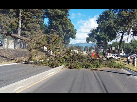 Fuerte viento derribó un árbol en Quetzaltenango