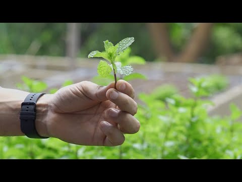 Cultivo de hierbabuena con gran demanda en Nicaragua