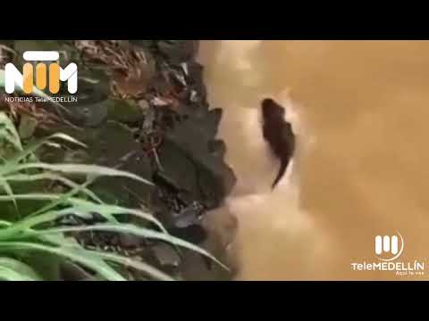 Pareja de nutrias es captada mientras se daba un chapuzón en un río - Telemedellín