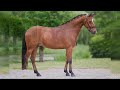 Dressage pony Talentvolle 5-jarige New Forest ruin