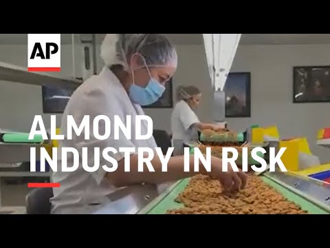 California drought threatens world's top almond grower